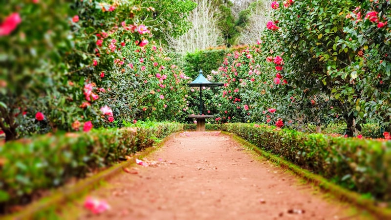 Tree & hedge